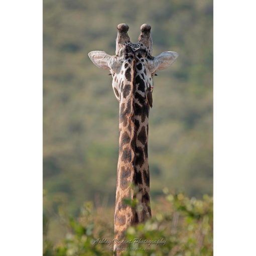 image shows the back of the neck and head of a Masai Giraffe with Yellow-Billed Ox-Pecker clinging to it's neck by ashley vincent
