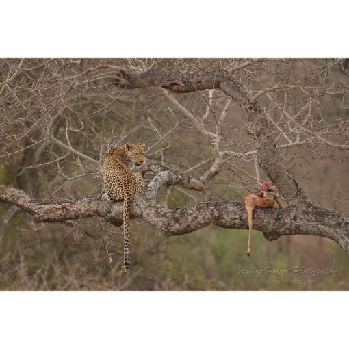 A leopard looking over it's shoulder in a tree with it's prey in South Africa's Kruger National Park captured by wildlife photographer Ashley Vincent