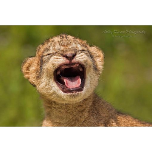 A six-day old African Lion cub with closed eyes and wide open mouth showing her teeth just breaking through captured by photographer Ashley Vincent