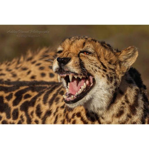A female king cheetah in golden light growling while baring her teeth at two male cheetahs captured by wildlife photographer Ashley Vincent