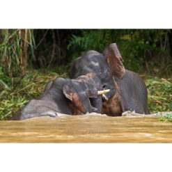 two bornean pygmy elephants fighting in a river by ashley vincent
