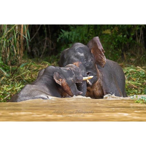 two bornean pygmy elephants fighting in a river by ashley vincent