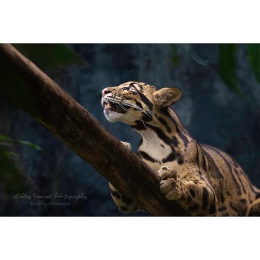 A female clouded leopard laying along a tree branch looking up at birds in the canopy captured by the wildlife photographer Ashley Vincent