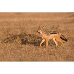 Black-Backed Jackal yapping at unseen leopards on the masai mara by ashley vincent