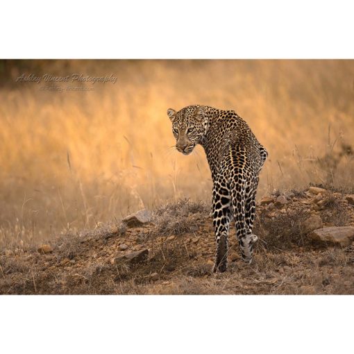 An African leopard on the Kenyan savannah in golden light looking over it's shoulder at the wildlife photographer Ashley Vincent