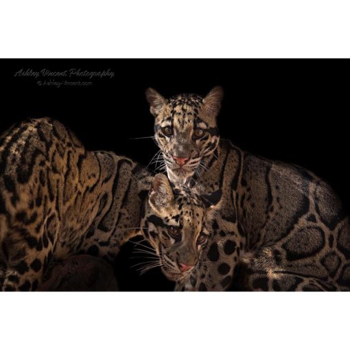 Two sister clouded leopards in dappled light set against a black background staring at the wildlife photographer Ashley Vincent