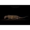 A female clouded leopard moving with stealth across a sandy floor set against a black background captured by the wildlife photographer Ashley Vincent