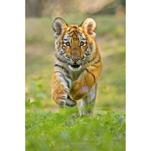 Siberian Tiger cub charging toward the photographer by ashley vincent