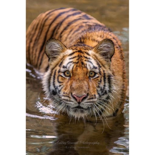 amur tiger emerging from muddy water while looking directly at the camera by photographer ashley vincent