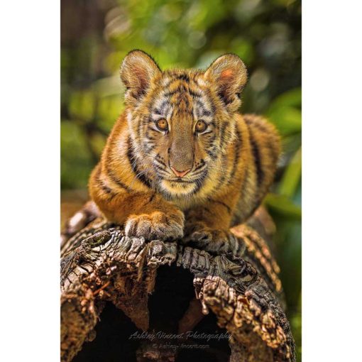 Siberian Tiger cub lying on log staring directly at the photographer by ashley vincent