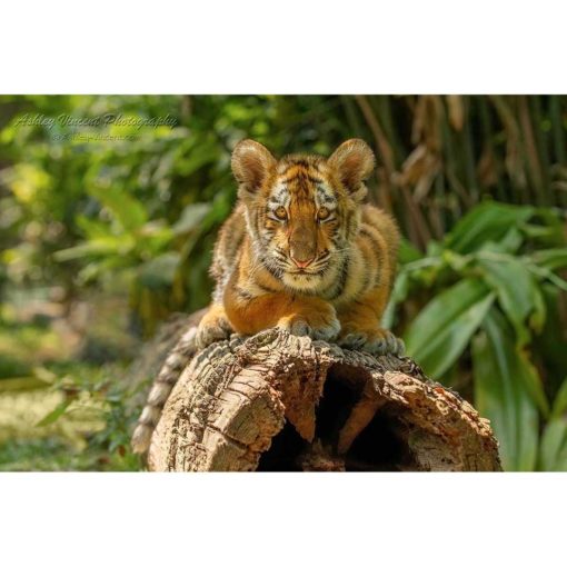 A Siberian also known as an Amur tiger cub laying on a log staring at the wildlife photographer Ashley Vincent