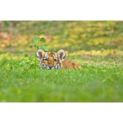 A Siberian also known as an Amur tiger cub partially hidden in grass staring at the photographer by Ashley Vincent