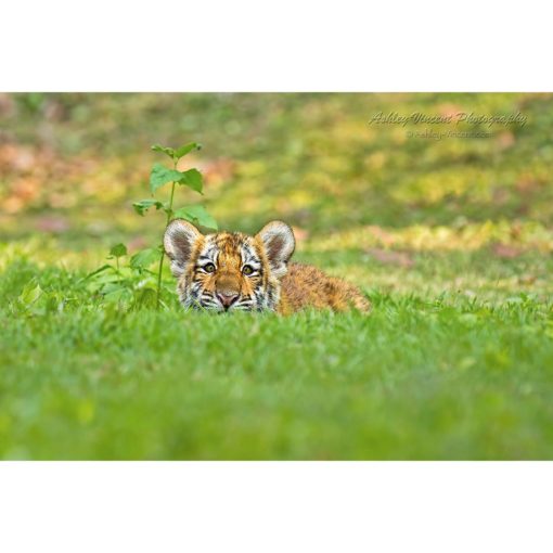 A Siberian also known as an Amur tiger cub partially hidden in grass staring at the photographer by Ashley Vincent