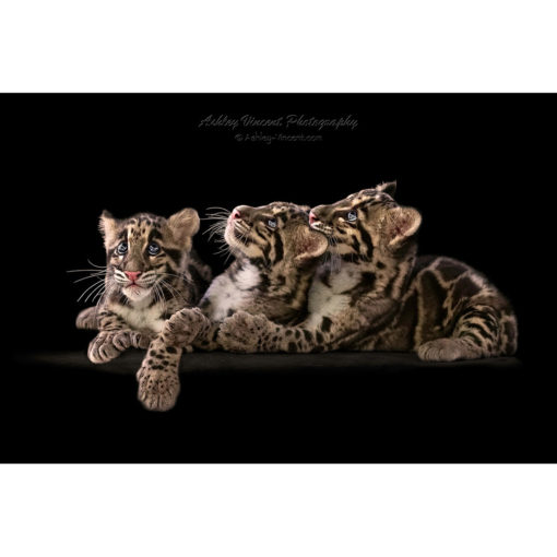Three clouded leopard cubs laying next to each other while looking upward set against a black background captured by wildlife photographer Ashley Vincent