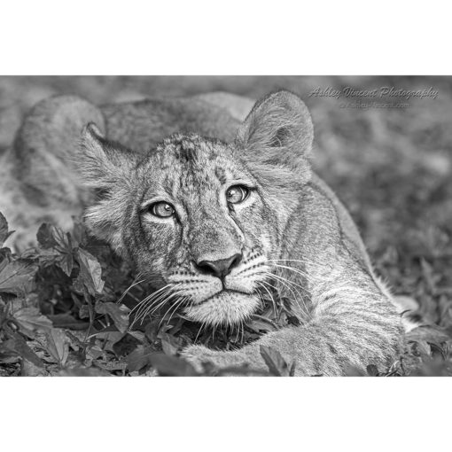 Black and white picture of a cross-eyed lion cub laying in the grass while staring directly at the wildlife photographer Ashley Vincent