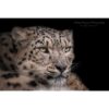 A close-up portrait of a snow leopard looking intently off to the right of the frame set against a black background by photographer and digital artist Ashley Vincent