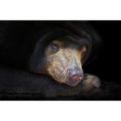 close up headshot of a malayan sun bear by photographer ashley vincent