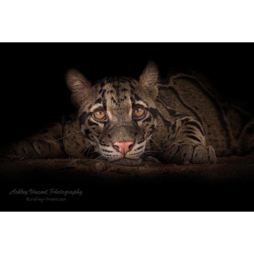 A clouded leopard cub laying down with her chin on the ground set against a black background staring at the wildlife photographer Ashley Vincent