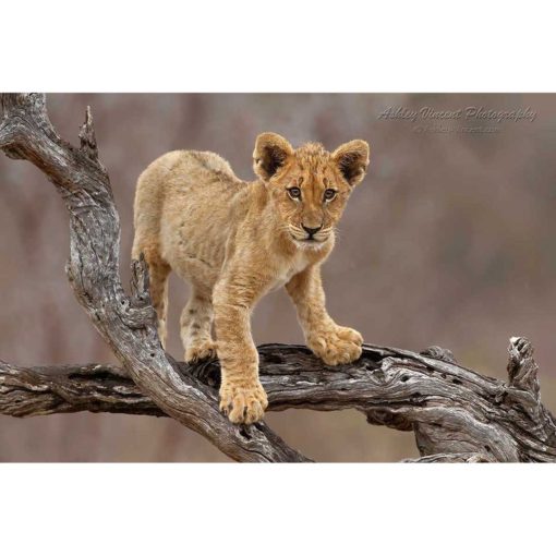 A six-month old lion cub standing on a fallen tree branch in light drizzling rain while staring directly at the wildlife photographer Ashley Vincent