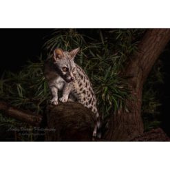 Common Genet in a tree looking down at a potential meal by ashley vincent