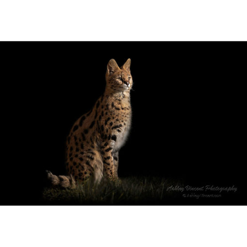 A picture of a serval sitting in profile set against black background captured by wildlife photographer and digital artist ashley vincent