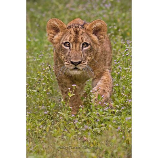 African lion cub walking through grass directly toward the photographer ashley vincent