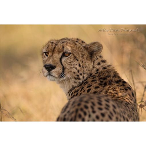 Cheetah looking over its shoulder by ashley vincent