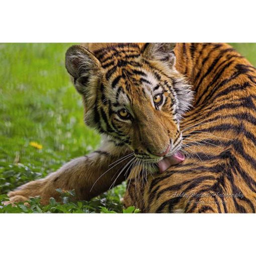Amur Tiger licking her back by ashley vincent