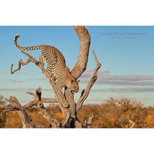 leopard climbing down a tree by ashley vincent