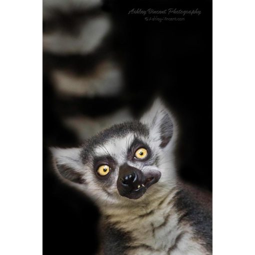 funny image of a Ring-Tailed Lemur chewing on a piece of cucumber by ashley vincent