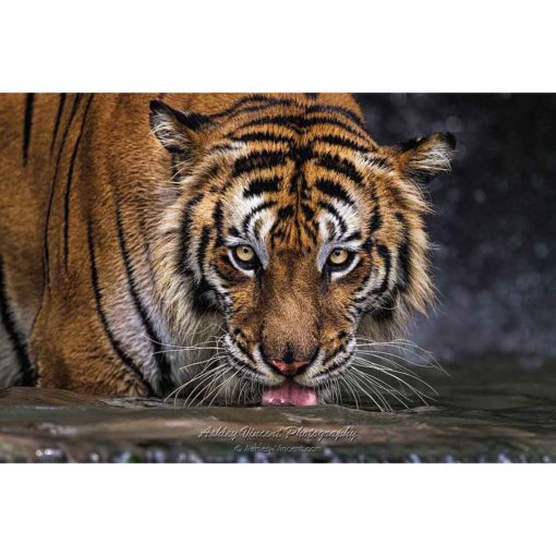 Corbett's Tiger drinking water while looking at the photographer by ashley vincent