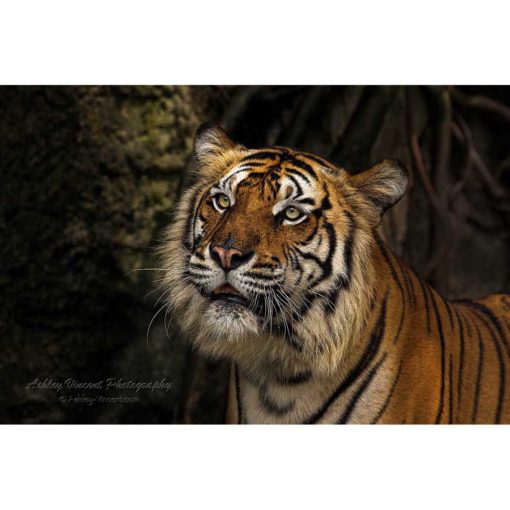 Indochinese Tiger looking upward by photographer ashley vincent