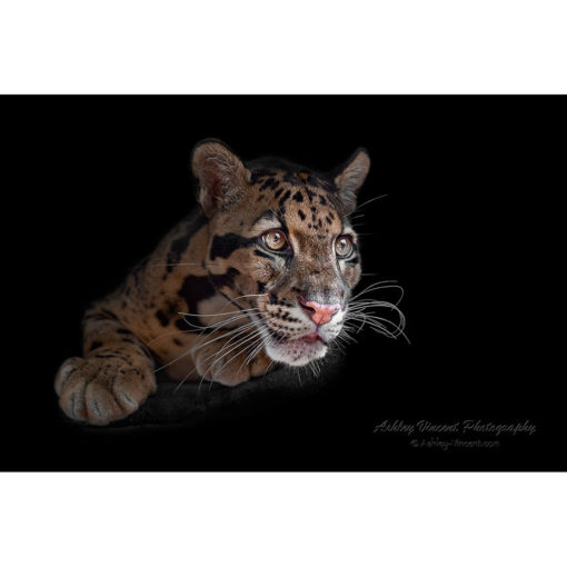 close up of a clouded leopard against black background by photographer ashley vincent