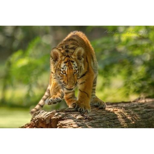 siberian tiger cub walking along a fallen tree trunk by photographer ashley vincent