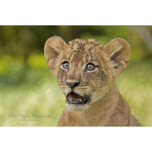 african lion cub with a very surprised look on her face by photographer ashley vincent