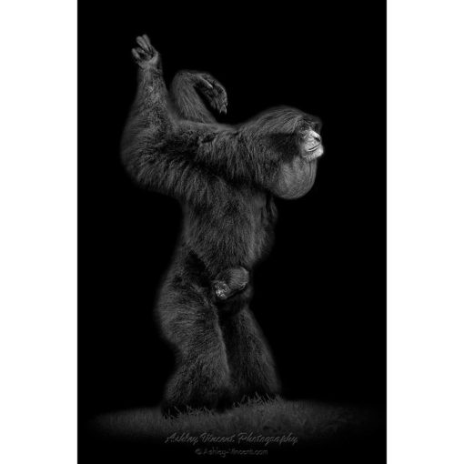black and white image of a mother siamang walking on grass with her arms in the air and her baby clinging onto her waist by photographer ashley vincent
