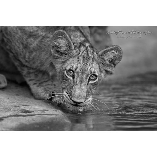 black and white picture of a lion cub drink from a pool while staring directly at the photographer ashley vincent