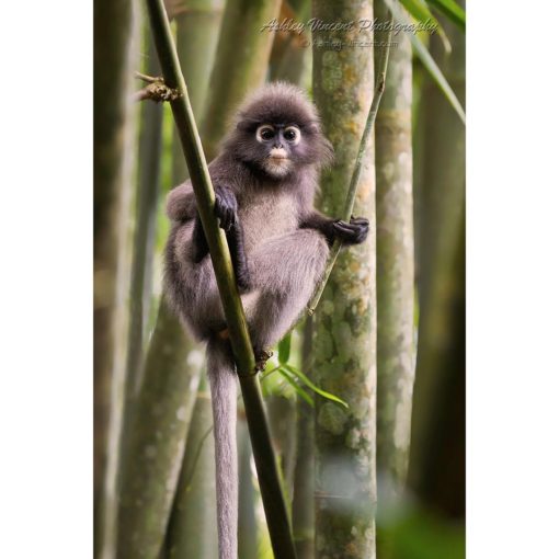 Dusky Langur sitting on a bamboo stalk in a bamboo forest looking at the photographer by ashley vincent