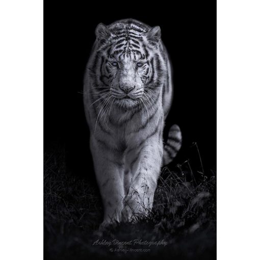 white Bengal tiger on black background walking toward photographer Ashley Vincent