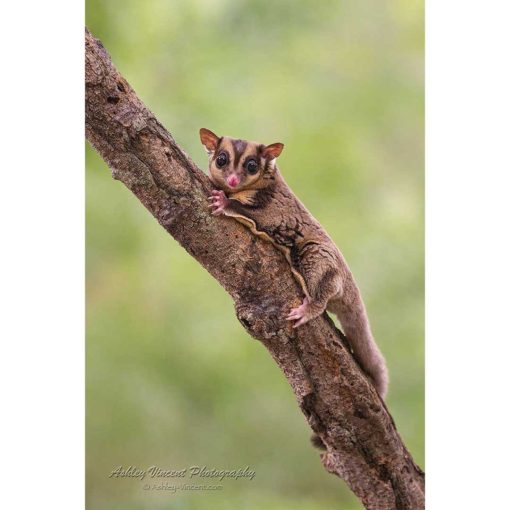 Sugar Glider perched on a tree branch while looking at the photographer by ashley vincent