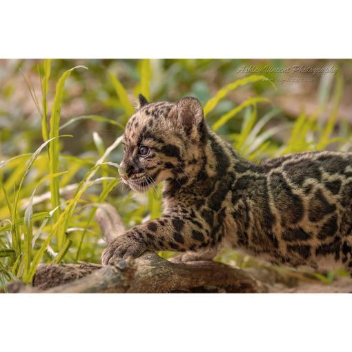 two-month old clouded leopard cub walking onto a fallen tree branch by ashley vincent