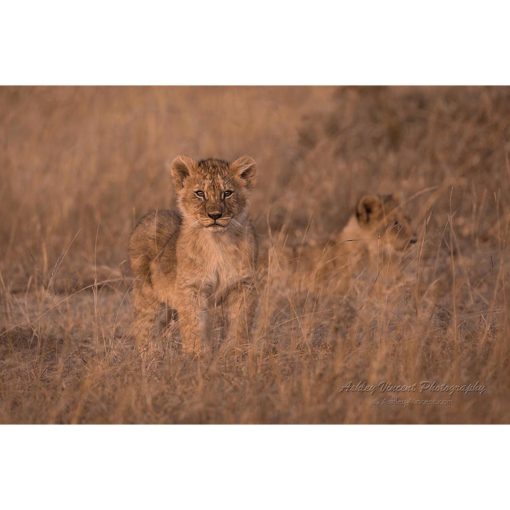 African Lion Cub standing in early morning light on savannah by ashley vincent