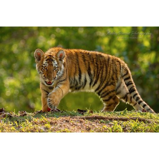 Amur Tiger cub walking toward photographer ashley vincent