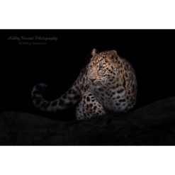 young amur leopard against black background by photographer ashley vincent