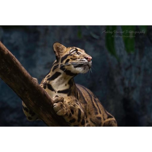 clouded leopard laying on tree trunk looking up by photographer ashley vincent