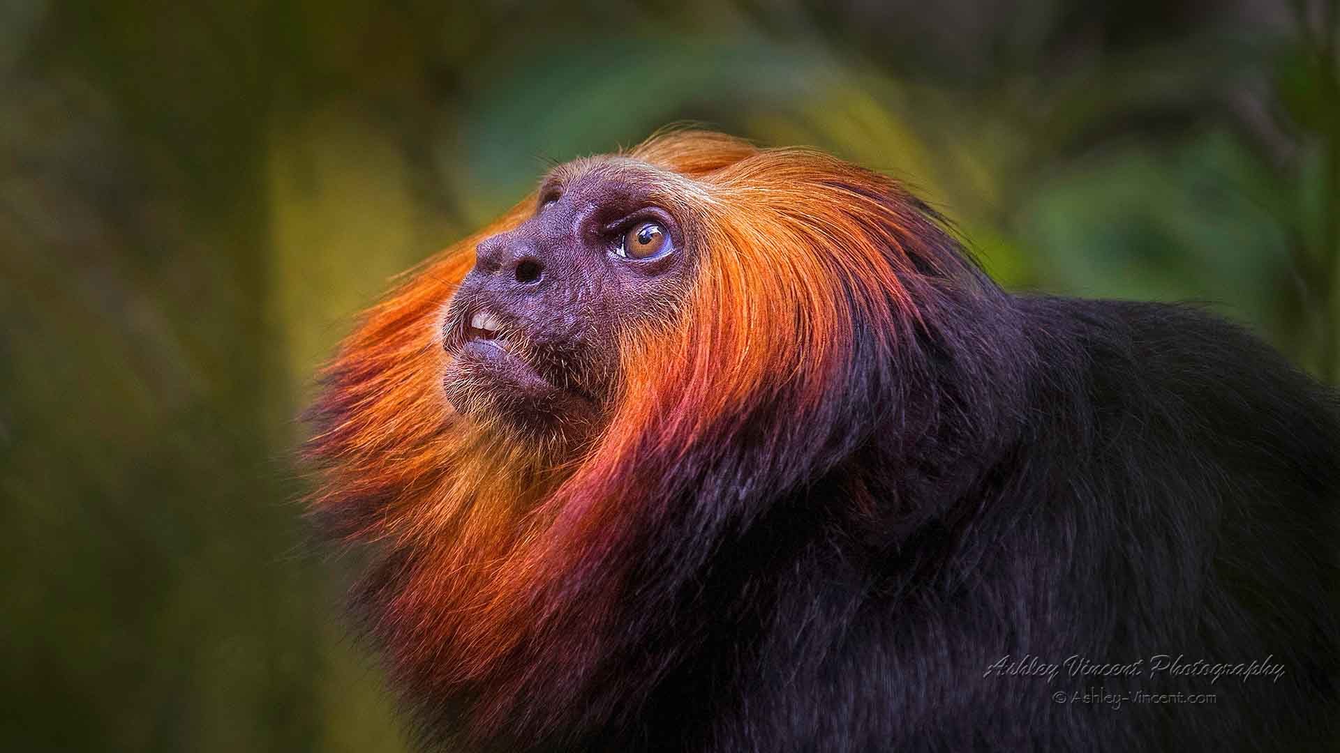 Golden-Headed Lion Tamarin in profile looking upward by ashley vincent