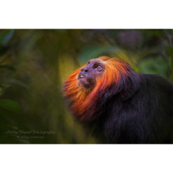 Golden-Headed Lion Tamarin in profile looking upward by ashley vincent