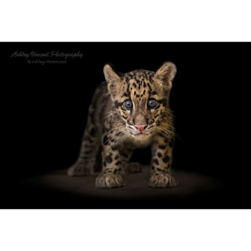 Clouded Leopard Cub standing and staring at the photographer by ashley vincent