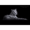 white Bengal tiger lying down on black background looking at photographer Ashley Vincent