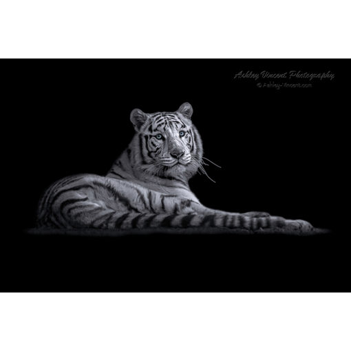 white Bengal tiger lying down on black background looking at photographer Ashley Vincent